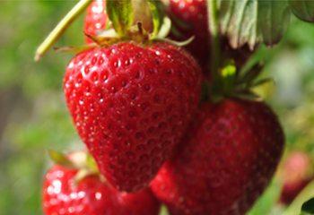 strawberryday xthumb