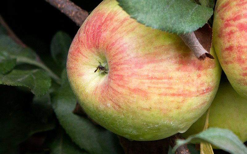 On the scene apple picking