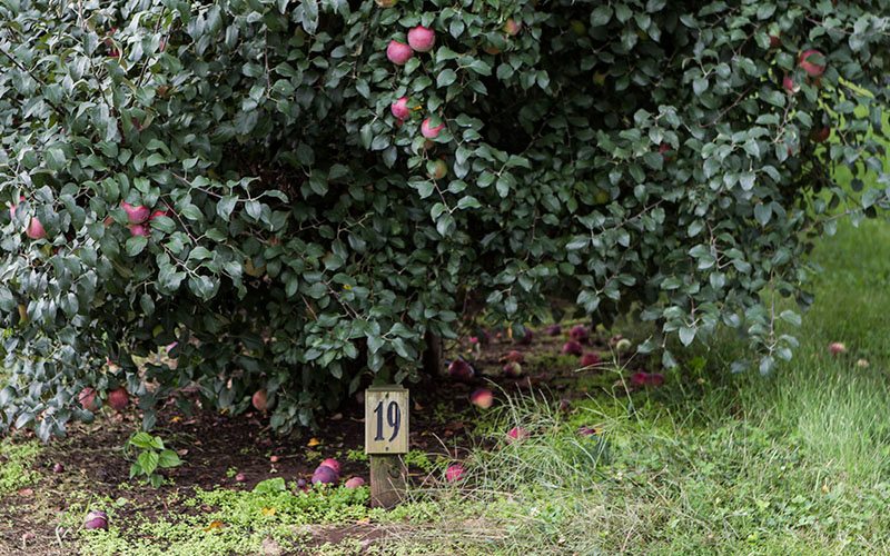 On the scene apple picking