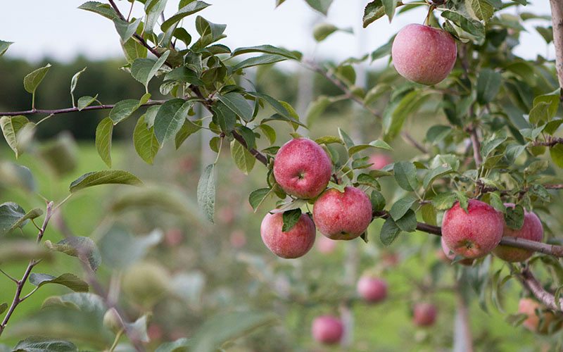 On the scene apple picking