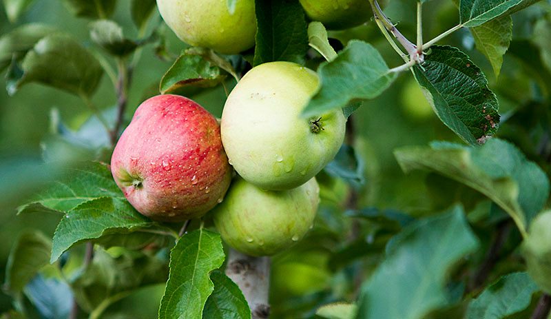 On the scene apple picking