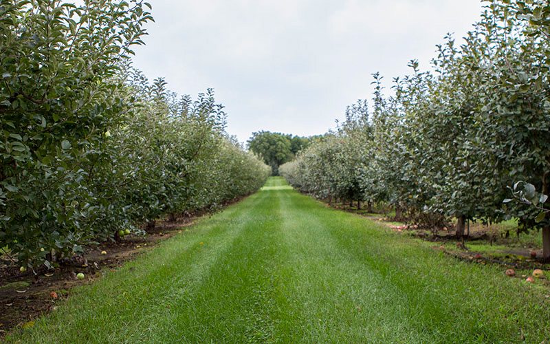 On the scene apple picking