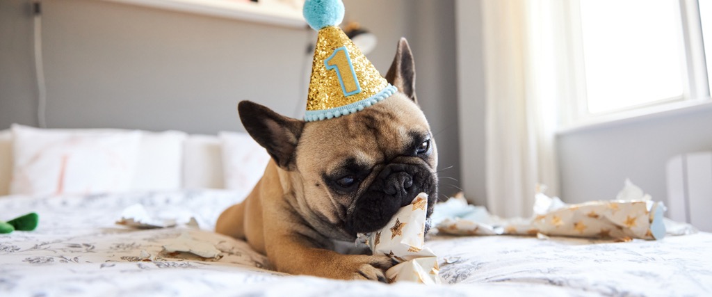 https://www.berries.com/blog/wp content/uploads///Pug Party Hat