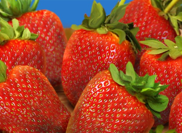 https://www.berries.com/blog/wp content/uploads///giant coastal strawberries