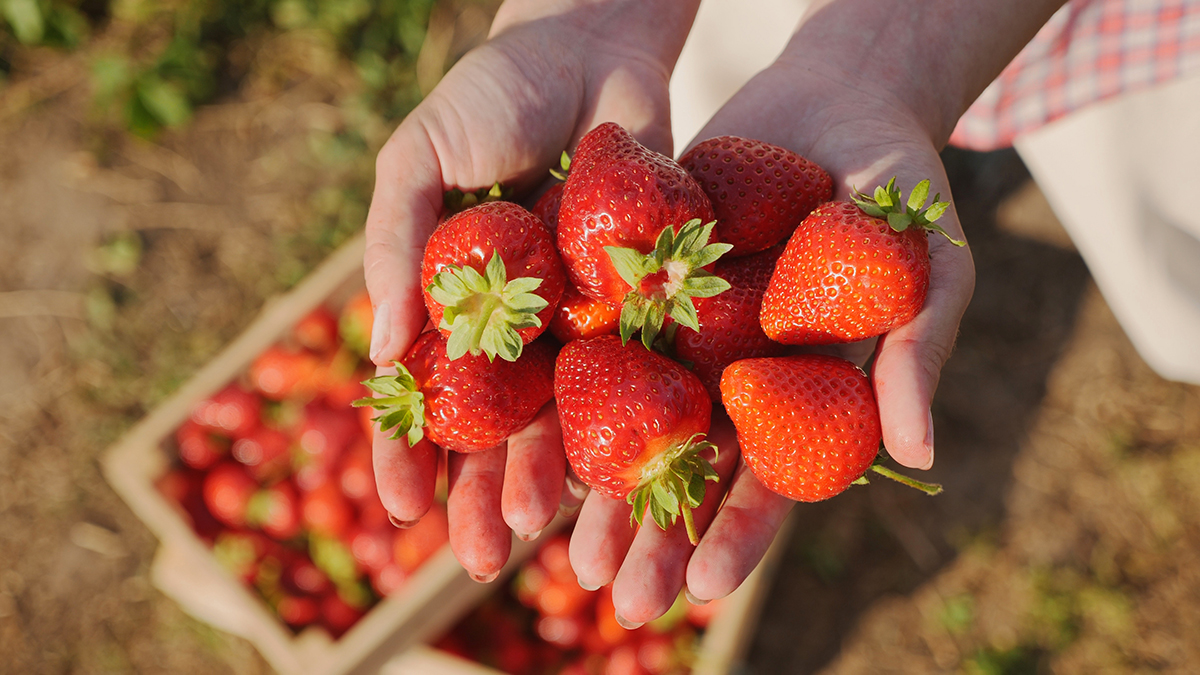 https://www.berries.com/blog/wp-content/uploads/2023/05/types-of-strawberries-hero.jpg